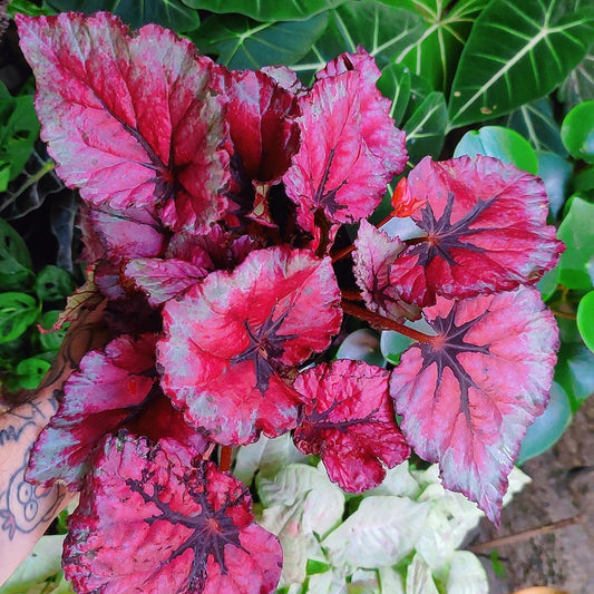 Begonia Rex