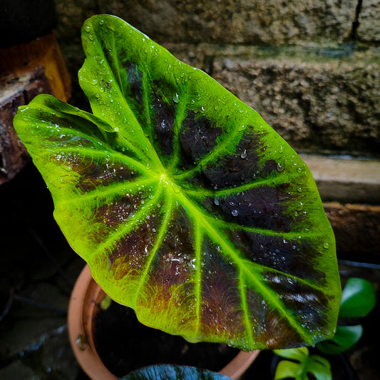 Colocasia Black Beauty