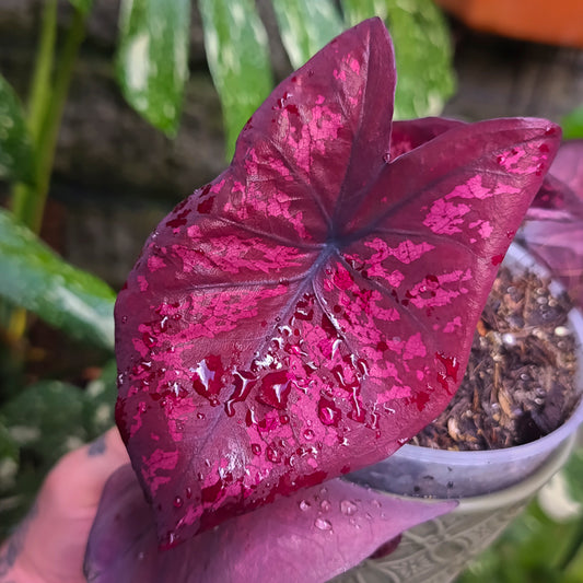 Caladium Black Knight