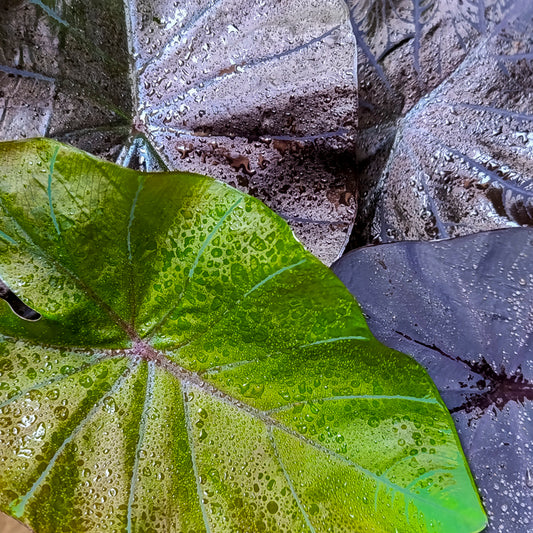Colocasia Black Coral