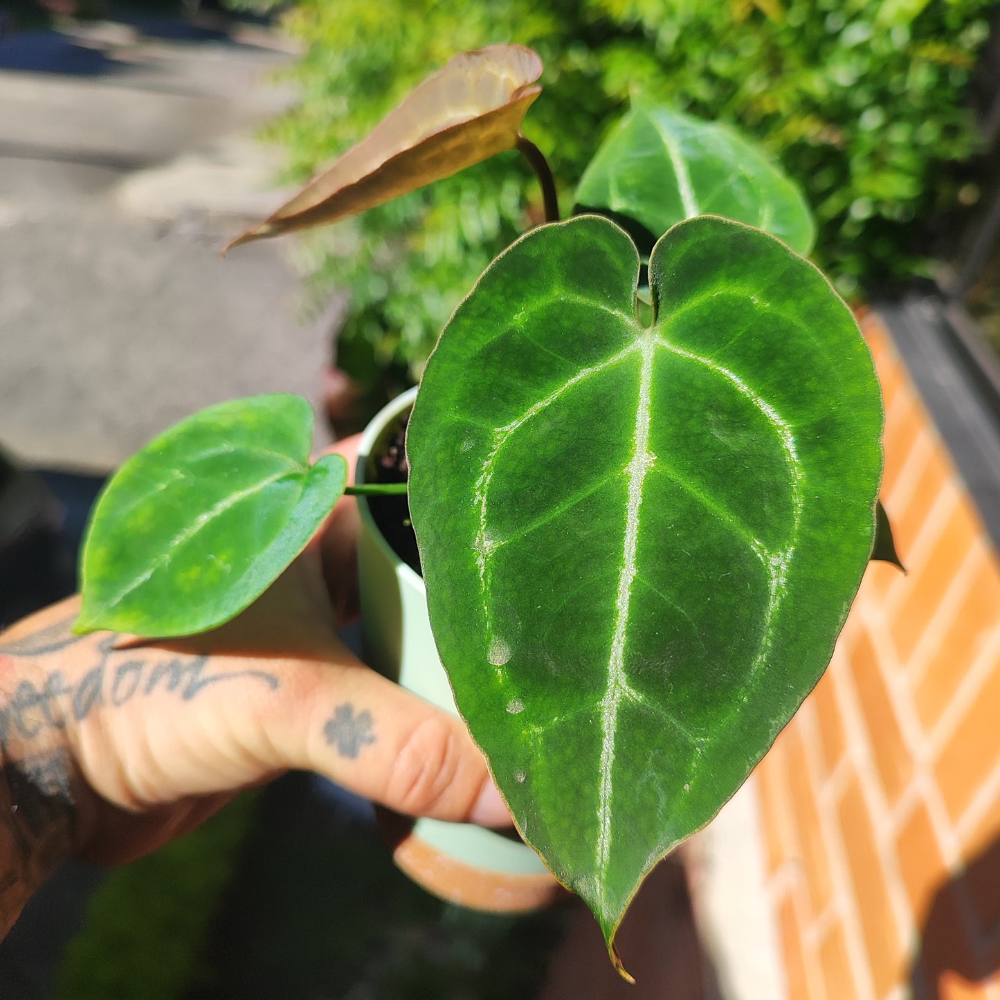 Anturio Crystallinum