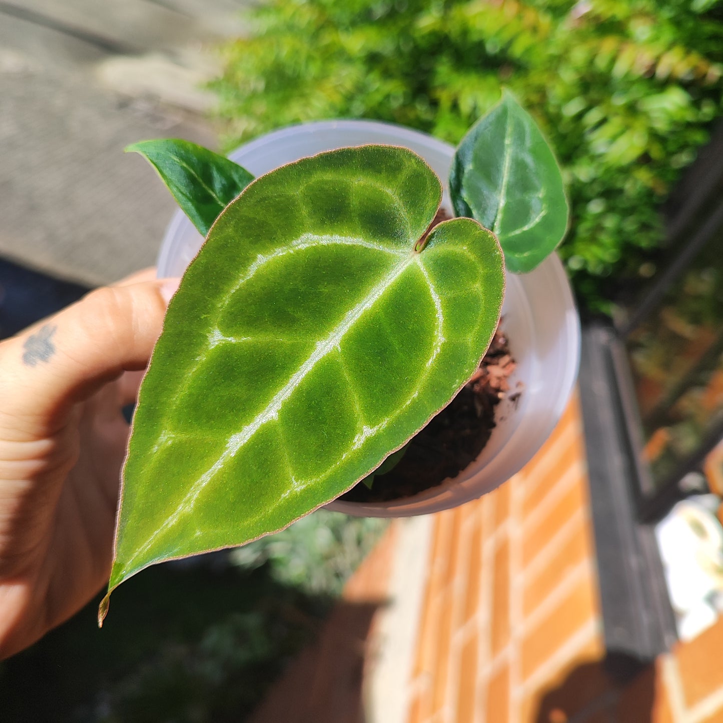 Anturio Crystallinum