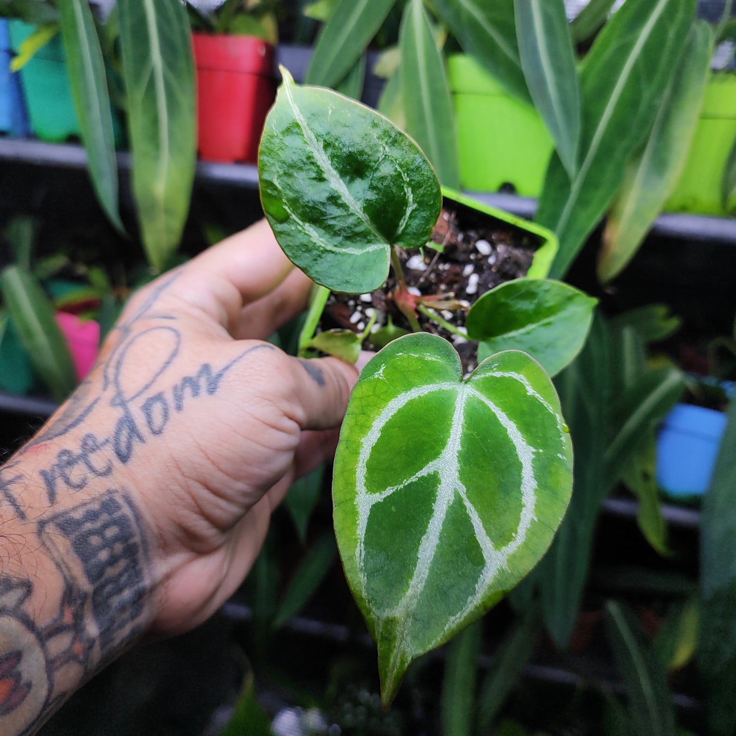 Anturio Crystallinum