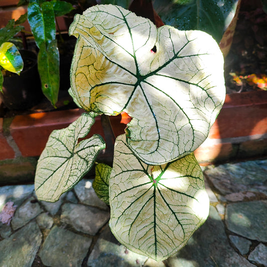 Caladium Candidum