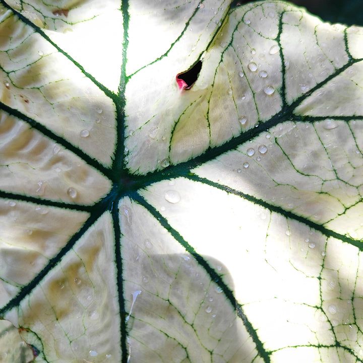 Caladium Candidum