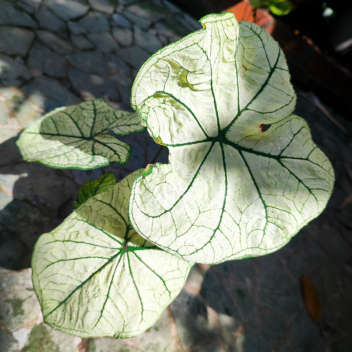 Caladium Candidum