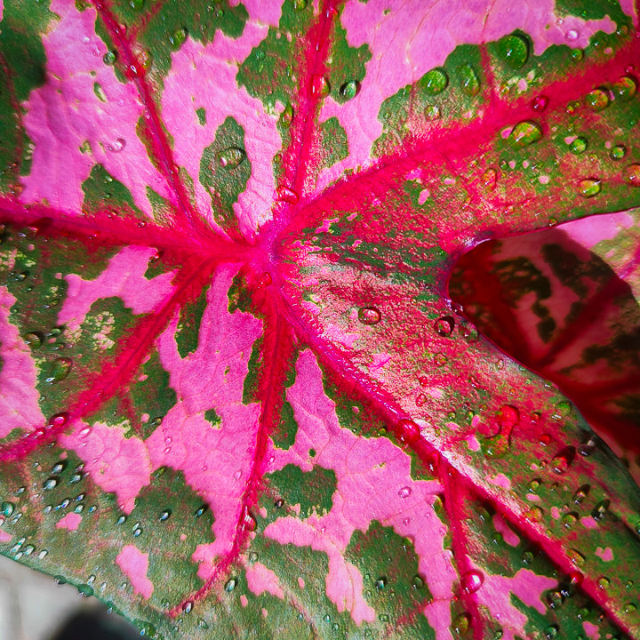 Caladium Celebration