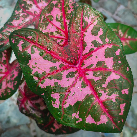 Caladium Celebration