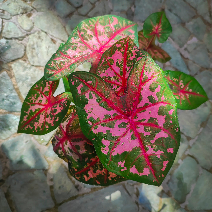 Caladium Celebration