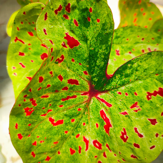 Caladium Miss Muffet