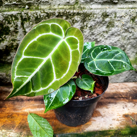 Anturio Crystallinum