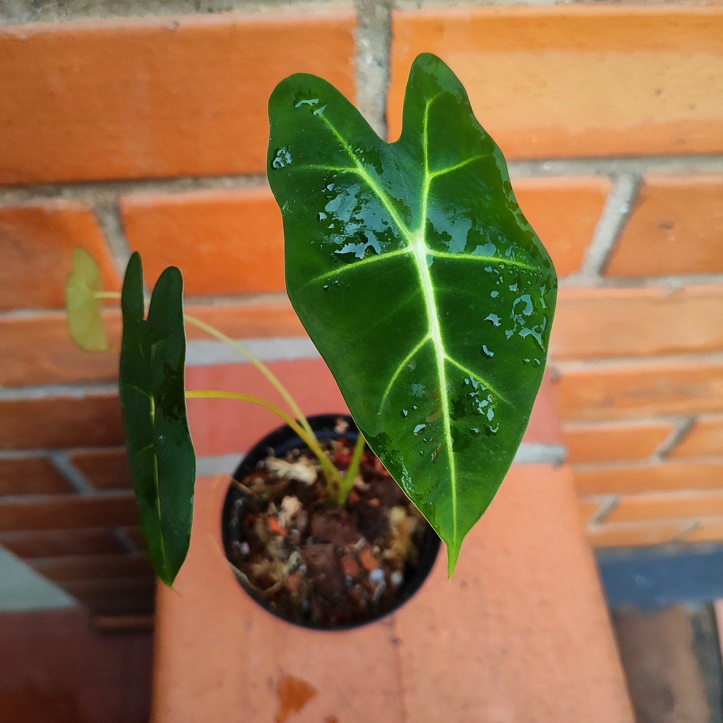 Alocasia Micholitziana "Frydek"
