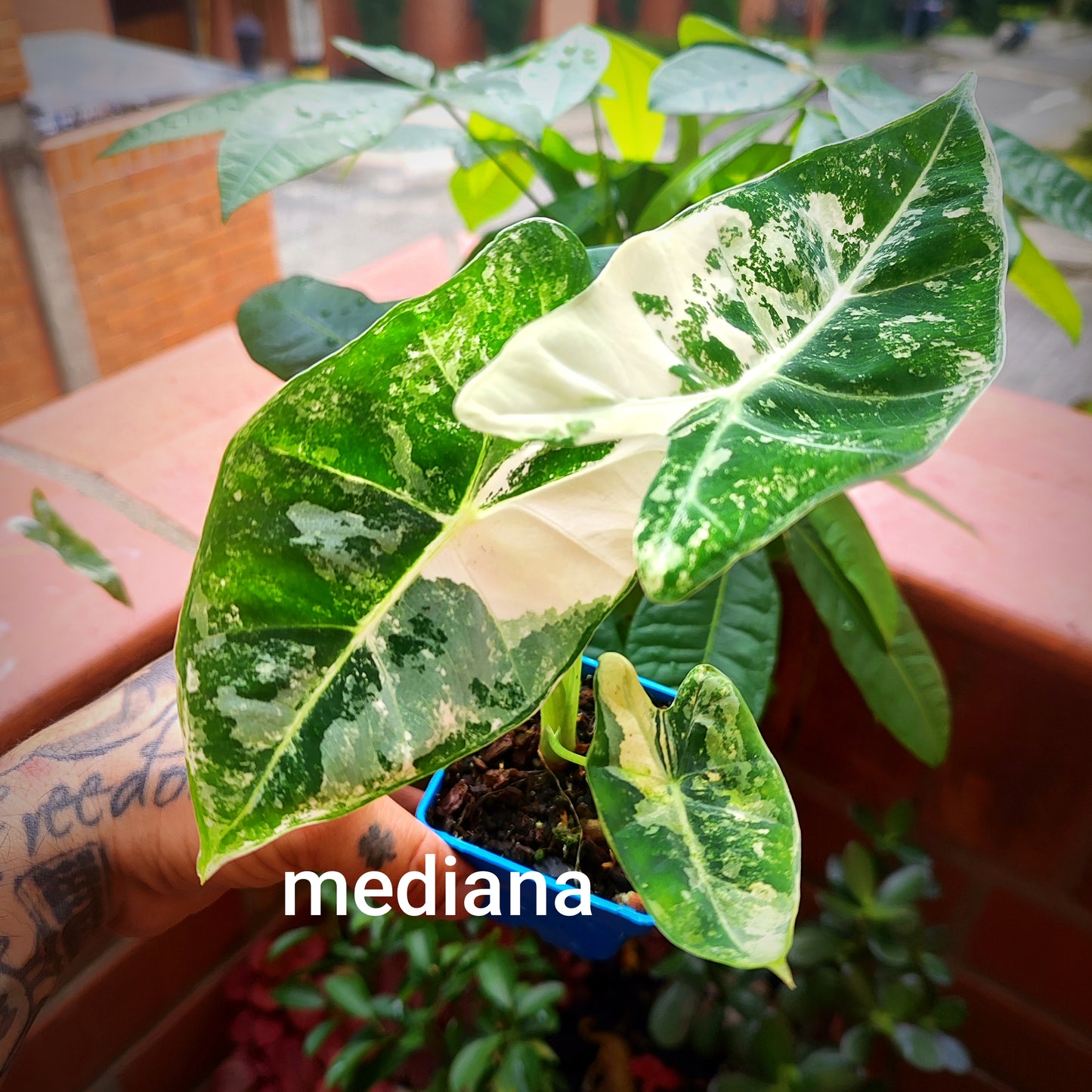 Alocasia Micholitziana "Frydek" Variegada