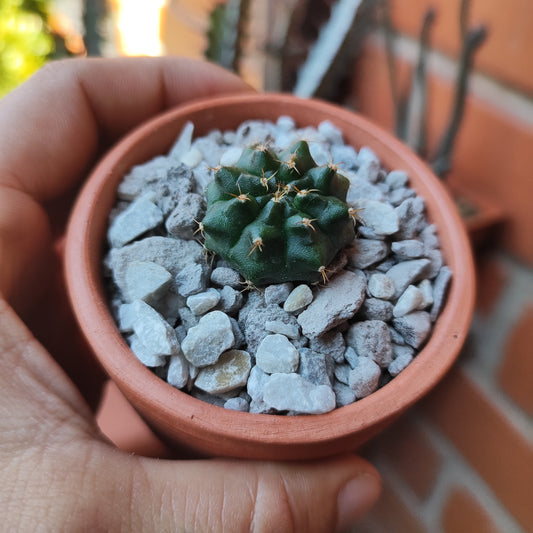 Gymnocalycium Mihanovichii #1 en matera de barro