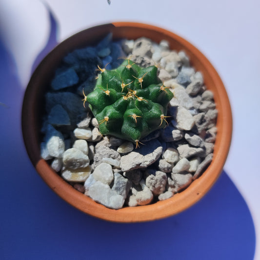 Gymnocalycium Mihanovichii#1 en matera de barro