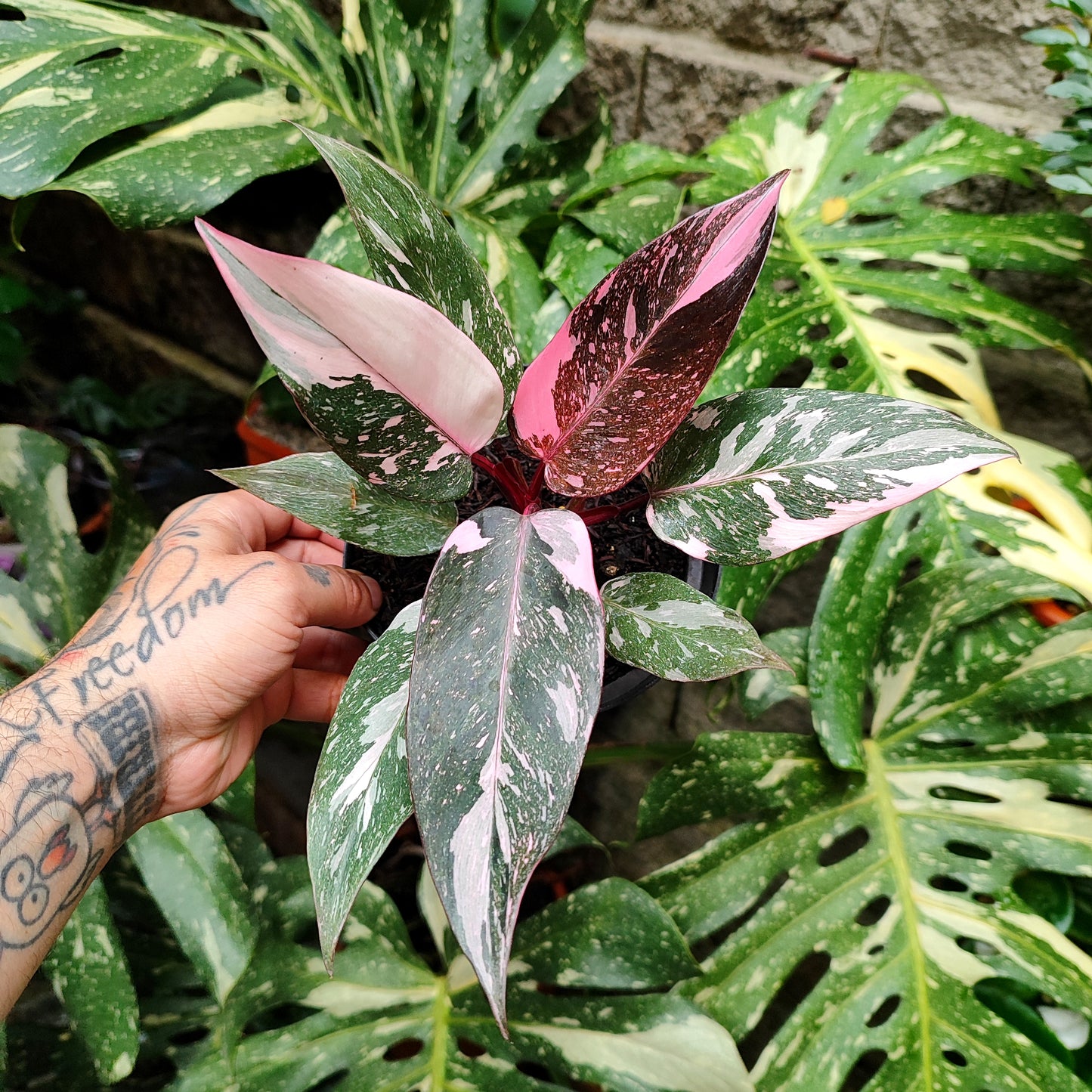Philodendron Pink Marbel