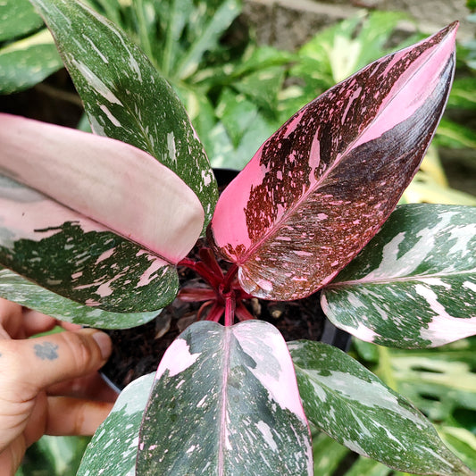 Philodendron Pink Marbel
