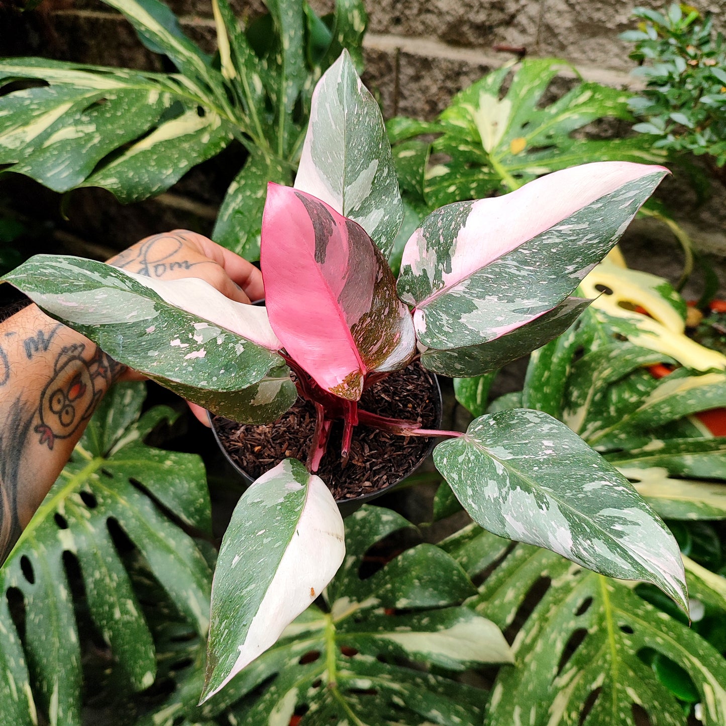 Philodendron Pink Marbel