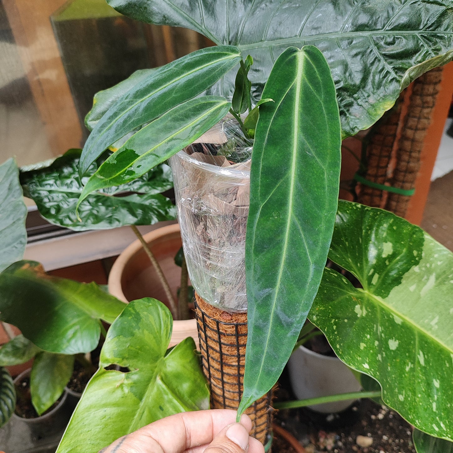 Anturio Warocqueanum (Reina)