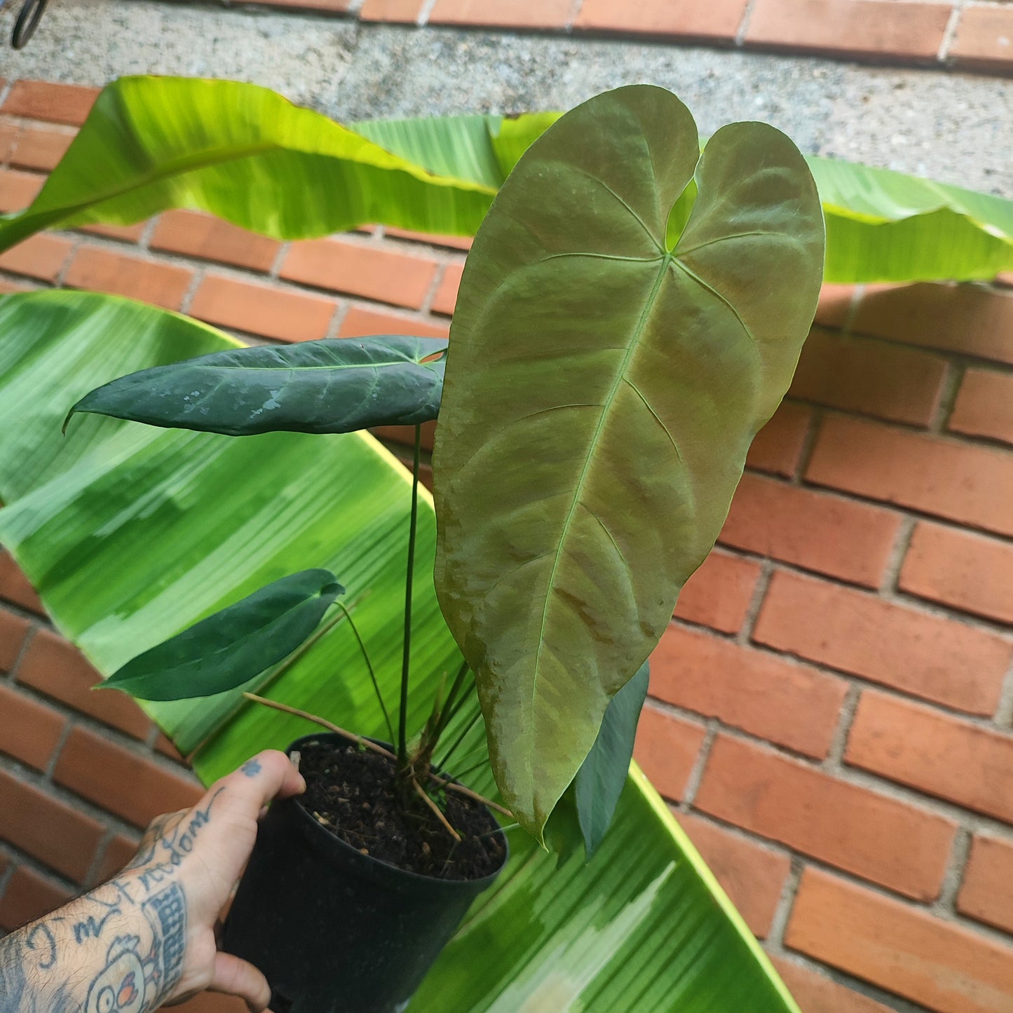 Anturio Queremalense
