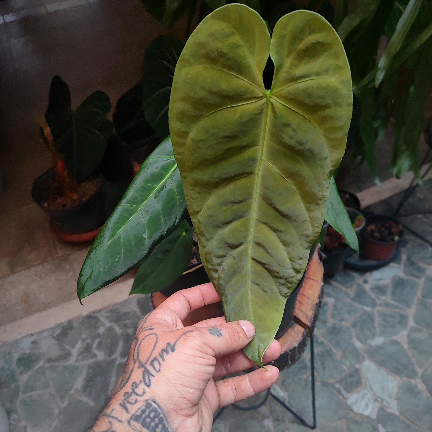 Anturio Queremalense