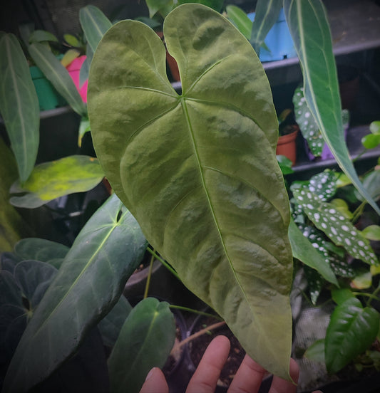 Anturio Queremalense