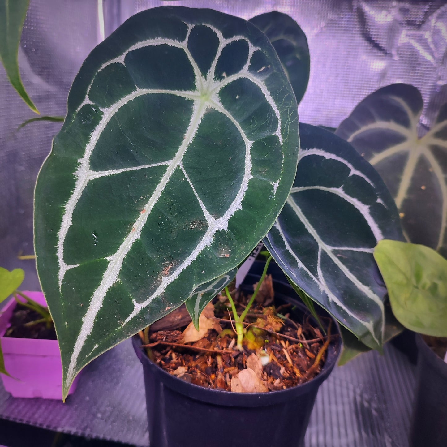 Anturio Forgetii