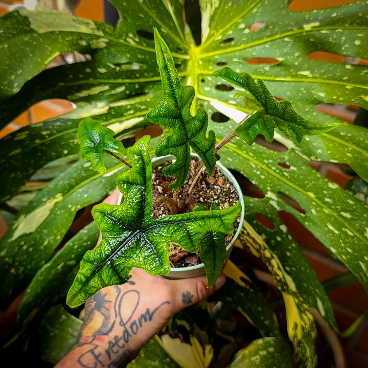 Alocasia Tandurusa "Jacklyn"