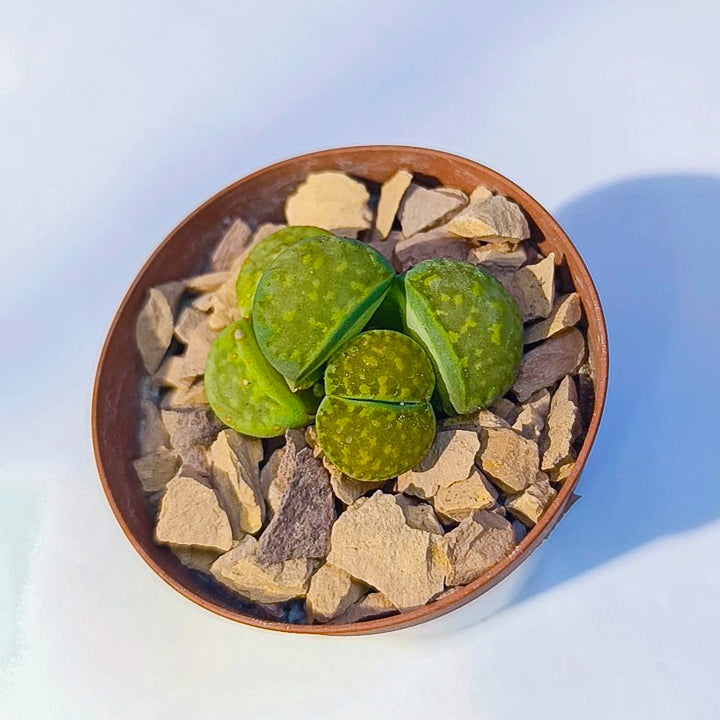 Lithops #2 en matera p5