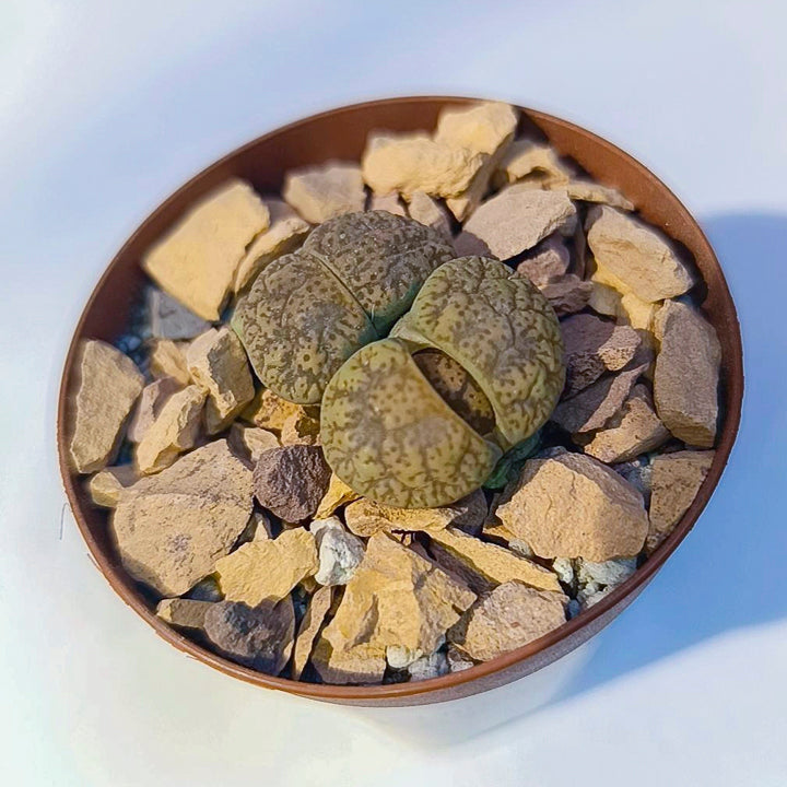 Lithops #10 en matera p5