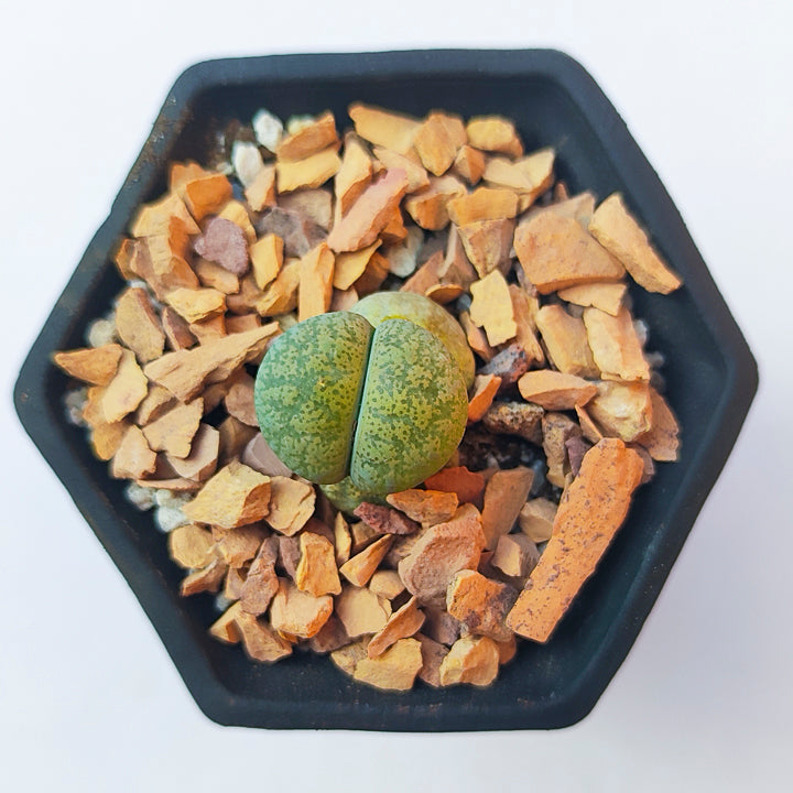 Lithops #8 en matera p5