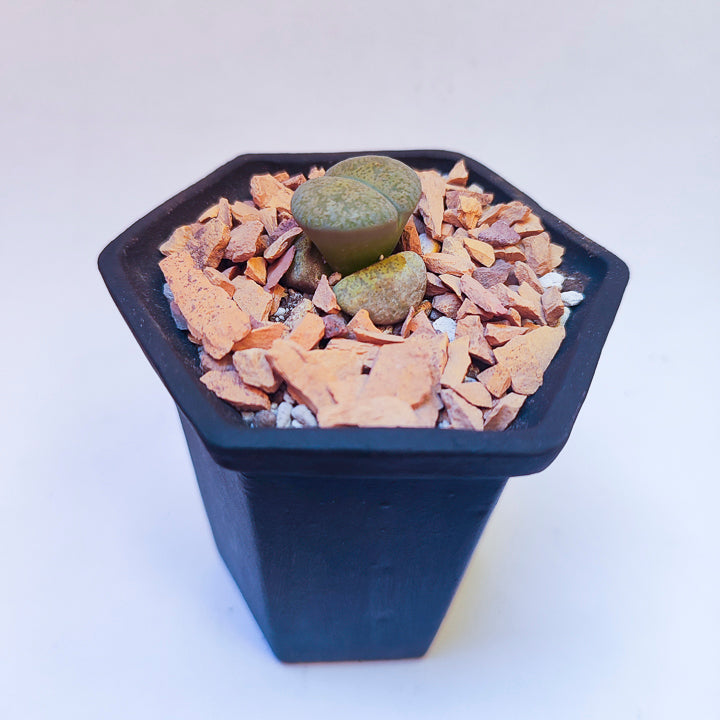 Lithops #8 en matera p5