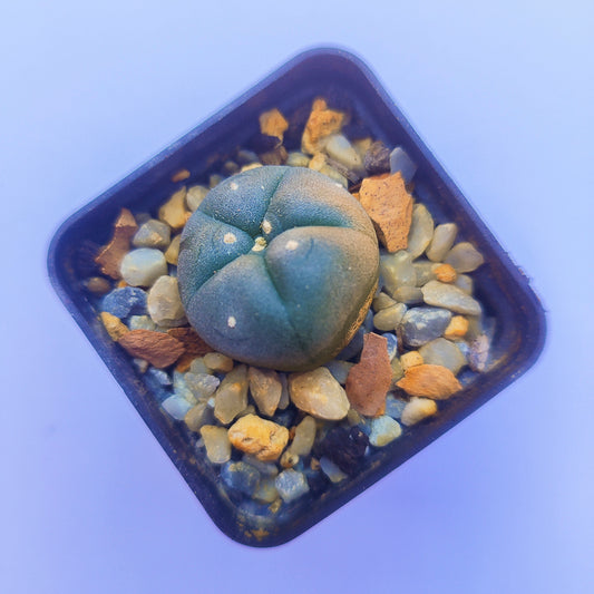 Lophophora Williamsii #25
