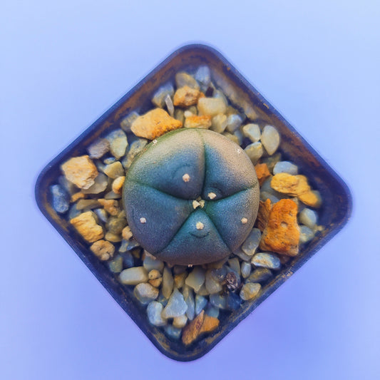 Lophophora Williamsii #24