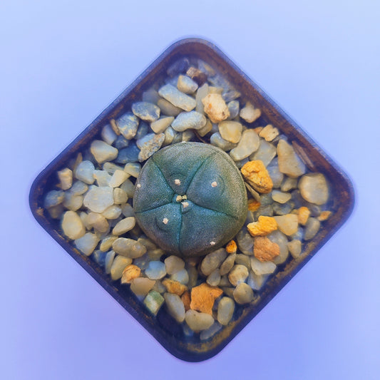 Lophophora Williamsii #23