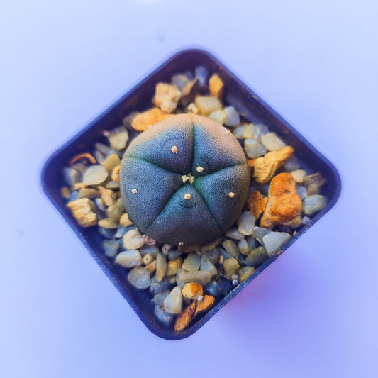 Lophophora Williamsii #22