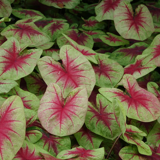Caladium Lemon Blush