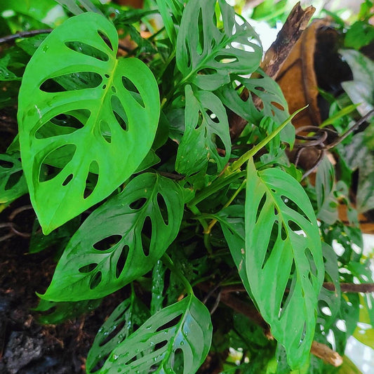 Monstera Adansonii