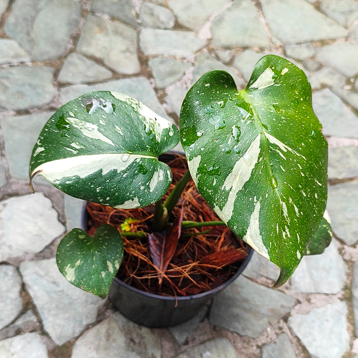 Monstera Deliciosa Variegada Pequeña