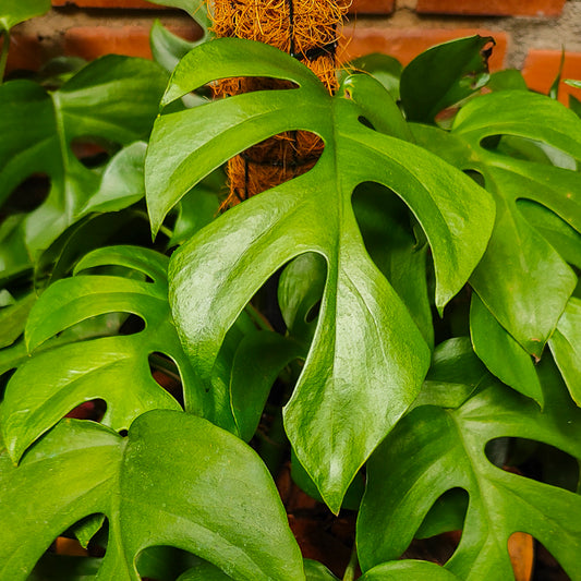 Rhaphidophora Tetrasperma "Mini Monstera"