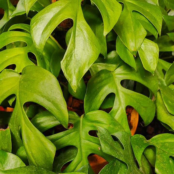 Rhaphidophora Tetrasperma "Mini Monstera"