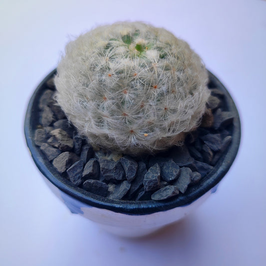 Mammillaria Plumosa #1 en matera de barro