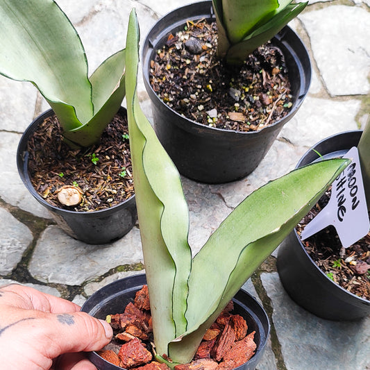 Sansevieria "Lengua de Suegra" Moonshine