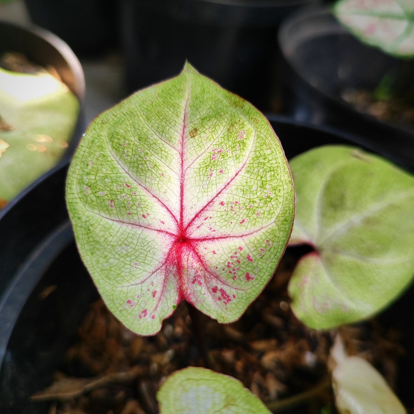 Caladium Milano