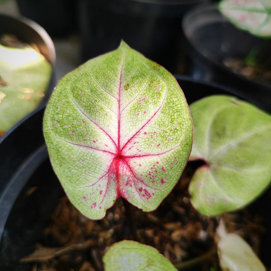 Caladium Milano