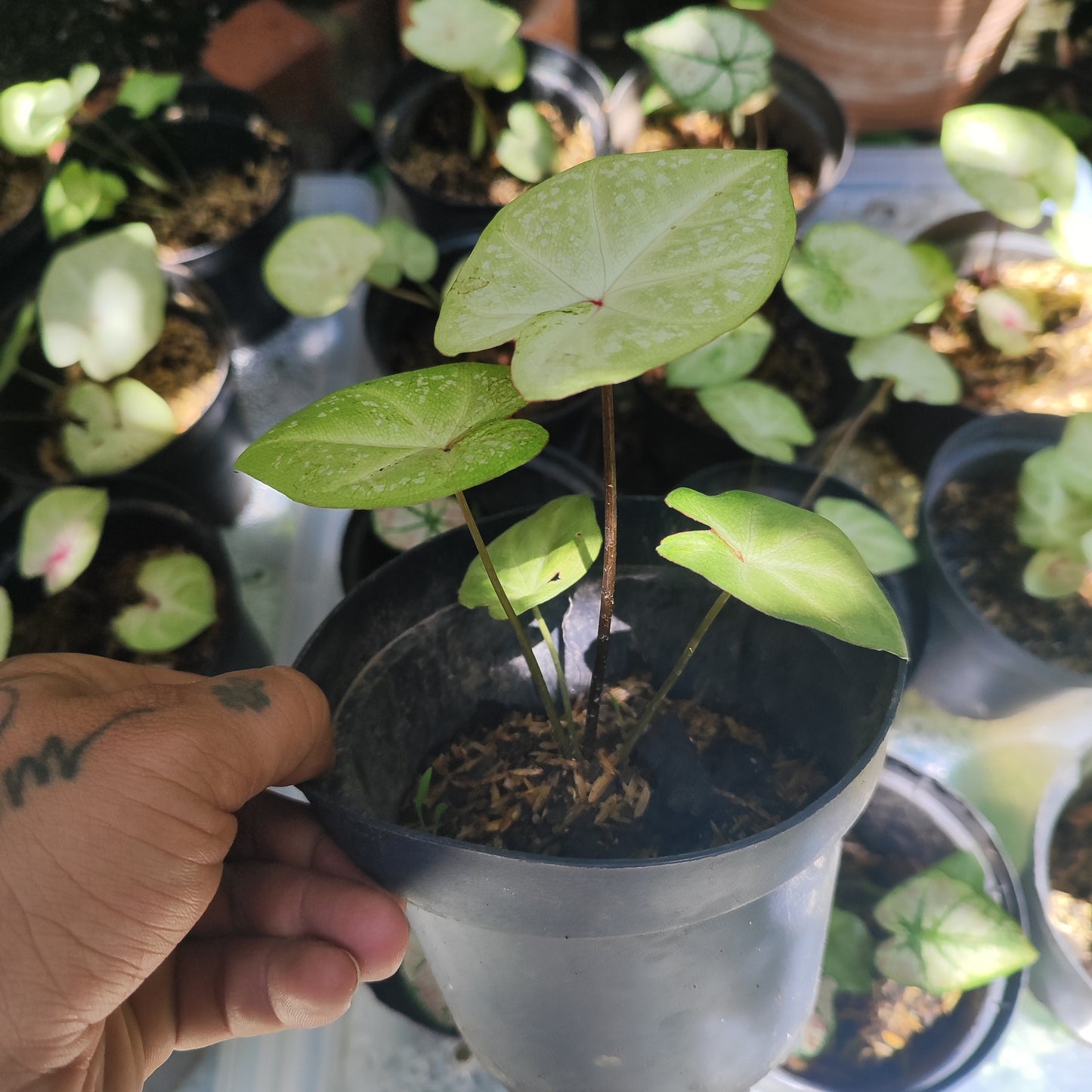 Caladium Milano