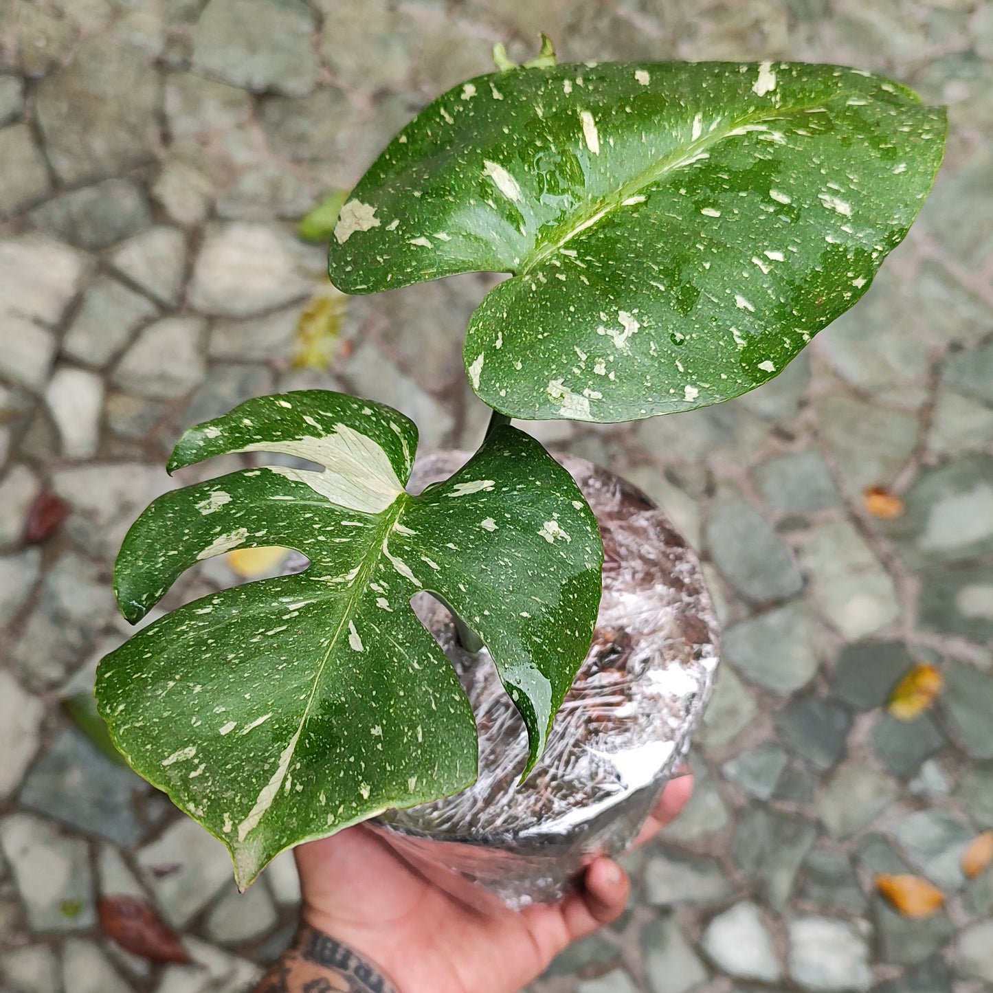 Monstera Deliciosa Variegada Pequeña