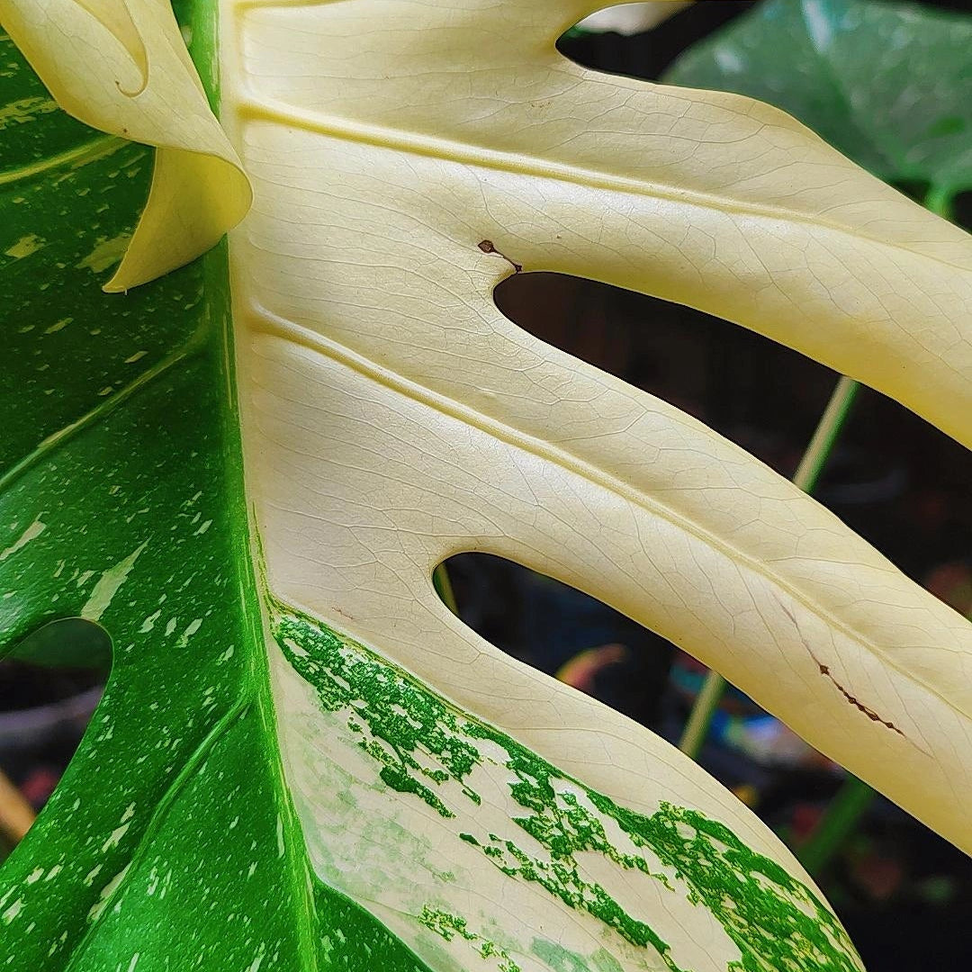 Monstera Deliciosa Variegada "Thai Constellation"
