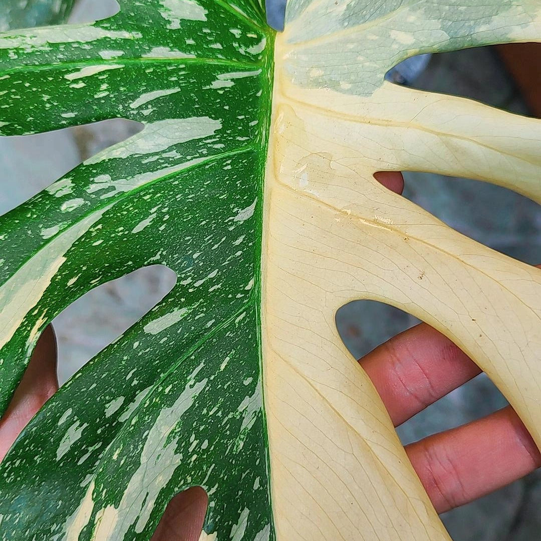 Monstera Deliciosa Variegada "Thai Constellation"