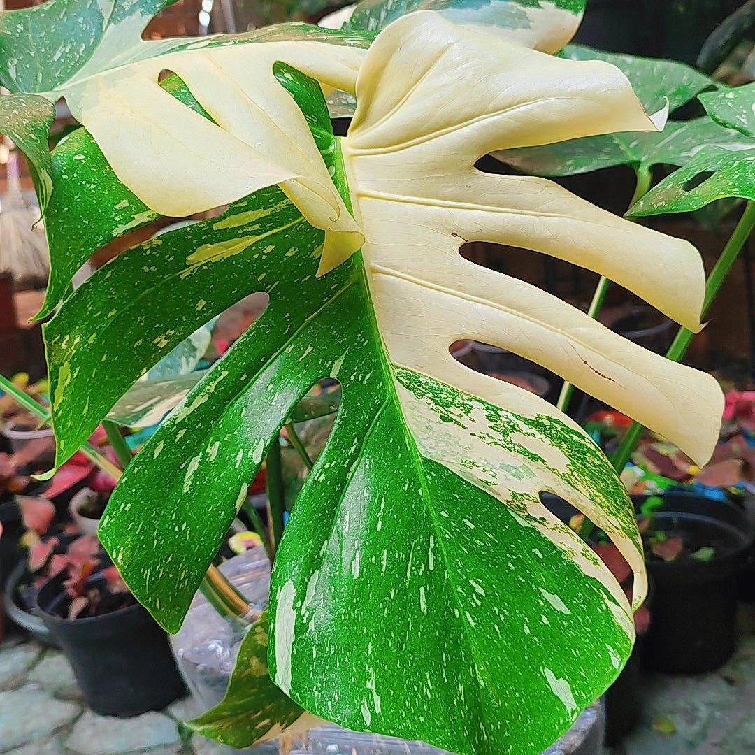 Monstera Deliciosa Variegada "Thai Constellation"